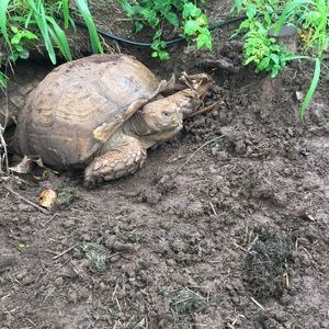 Meet your Posher, Chanella